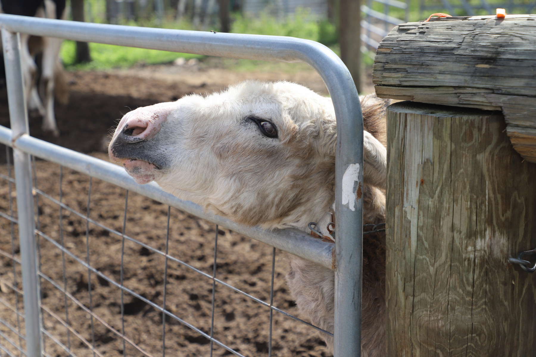 A sheep pokes its head between the bars on a metal gate.